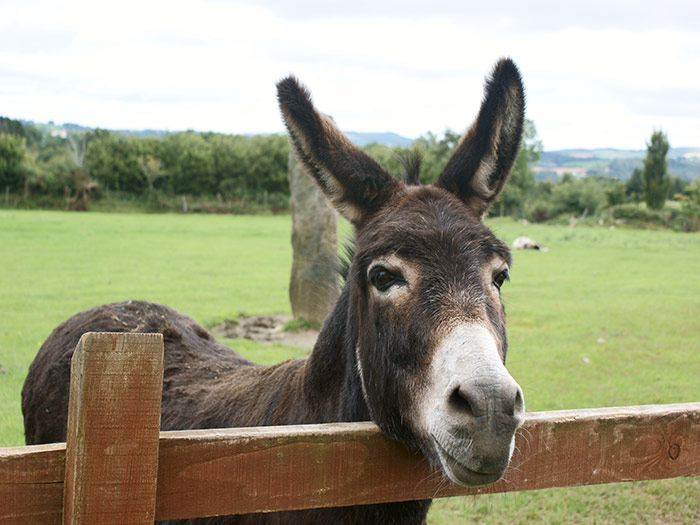 Donkey standing in a field